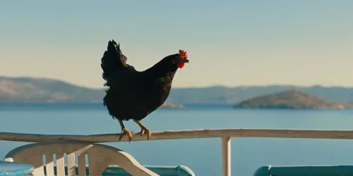Hen